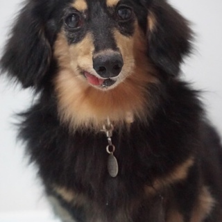 Mダックス　推定６歳　仮名　駿（しゅん）