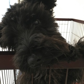 真っ黒しゅなちゃん