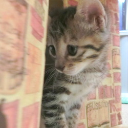 名前はまだニャい「１００均で揃う猫用品」