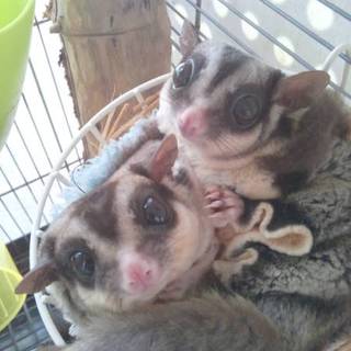 フクロモモンガ　オスメスペア