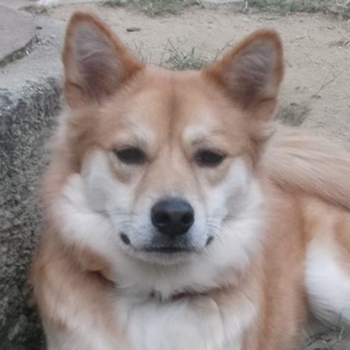 母犬・空ちゃん