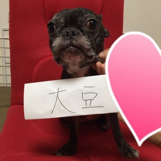 最後まで家族でいてください フレンチブルドッグ大豆