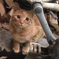 軽井沢の猫達①　究極の構って君　茶トラオス１歳　
