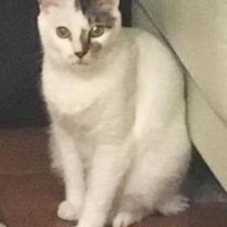 不思議ちゃんの美猫１歳/多頭飼育崩壊SOSから保護