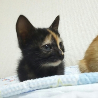 甘えん坊で可愛い子です＾＾