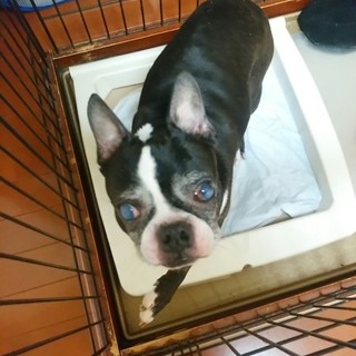 ボストンテリア雄　里親さん募集