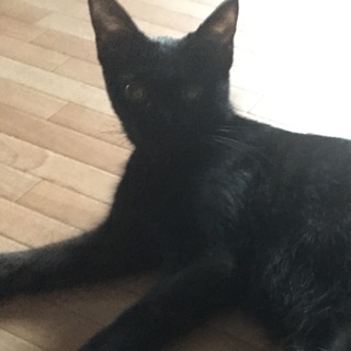 黒猫ちゃん