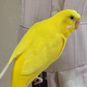 セキセイインコの里親募集