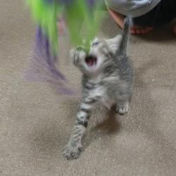 名前はまだニャい「この躍動感」