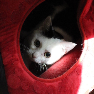 ふにゅふにゅ甘えん坊３歳白黒/飼育崩壊SOS急募