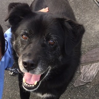 大きなクロちゃん♪去勢済みです(*^-^*)