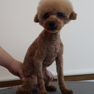 人懐っこいプードルのコウ君