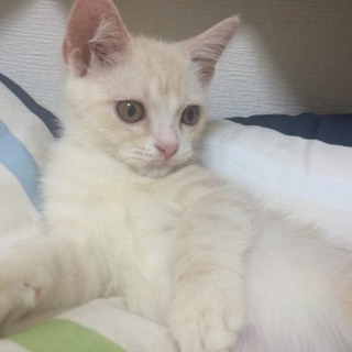 ハンデありのスコティッシュ