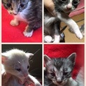 可愛い子猫親子です☆交渉中