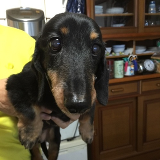 ボクのおウチを探しています！