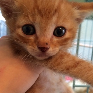 茶トラ兄妹の女の子