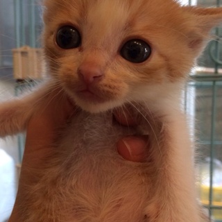 大きな瞳の茶白くん