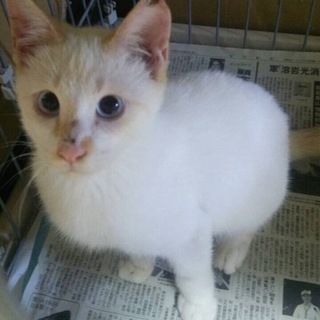 【白猫】シド（仮名）