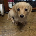 チワックス 推定２ヶ月