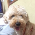 どなたか飼ってください。