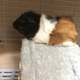 モルモットの里親募集