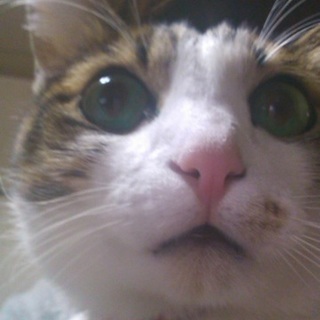 【急募です】里親さん、募集しています