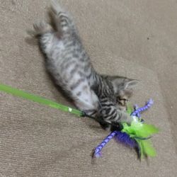 名前はまだニャい「ｽﾞｻﾞｰ‼」