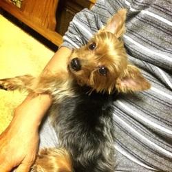 「保護犬ランカの初めてのセルフカット」サムネイル2