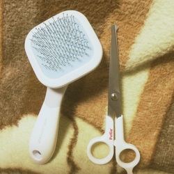 「保護犬ランカの初めてのセルフカット」サムネイル3