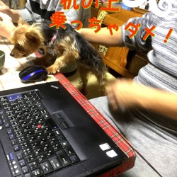 保護犬ランカ 5歳だけど、中身は赤ちゃんと同じ！