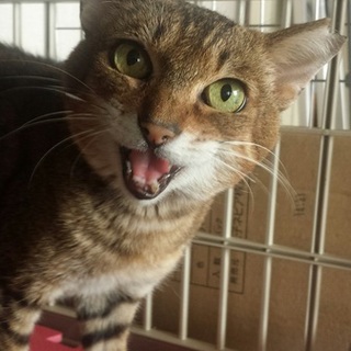 アビシニアン系ランポくん里親募集