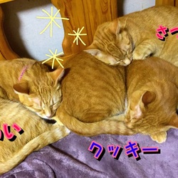 「迷子札、届きました♪」サムネイル2