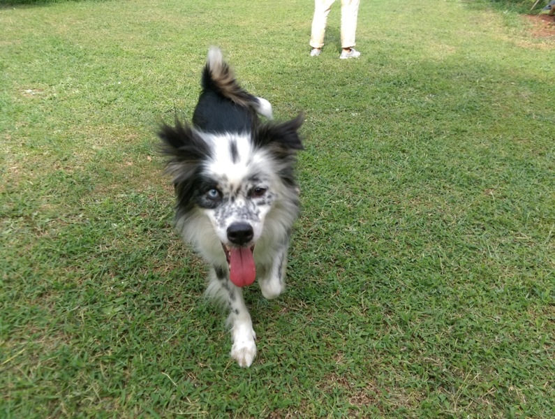 バイアイが神秘的なボーダ 静岡県 犬の里親募集 854 ペットのおうち 月間利用者150万人