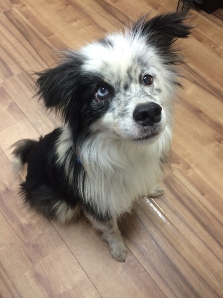 バイアイが神秘的なボーダ 静岡県 犬の里親募集 854 ペットのおうち 月間利用者150万人