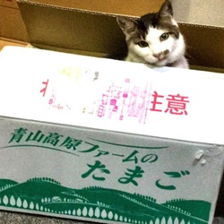 「そこに箱があるから！」サムネイル2