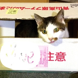 「そこに箱があるから！」サムネイル3