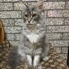 サマー