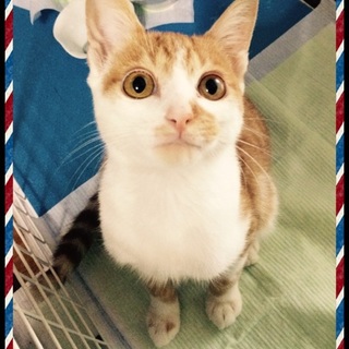 子猫の里親募集です。