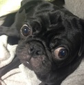元気いっぱい黒パグ君