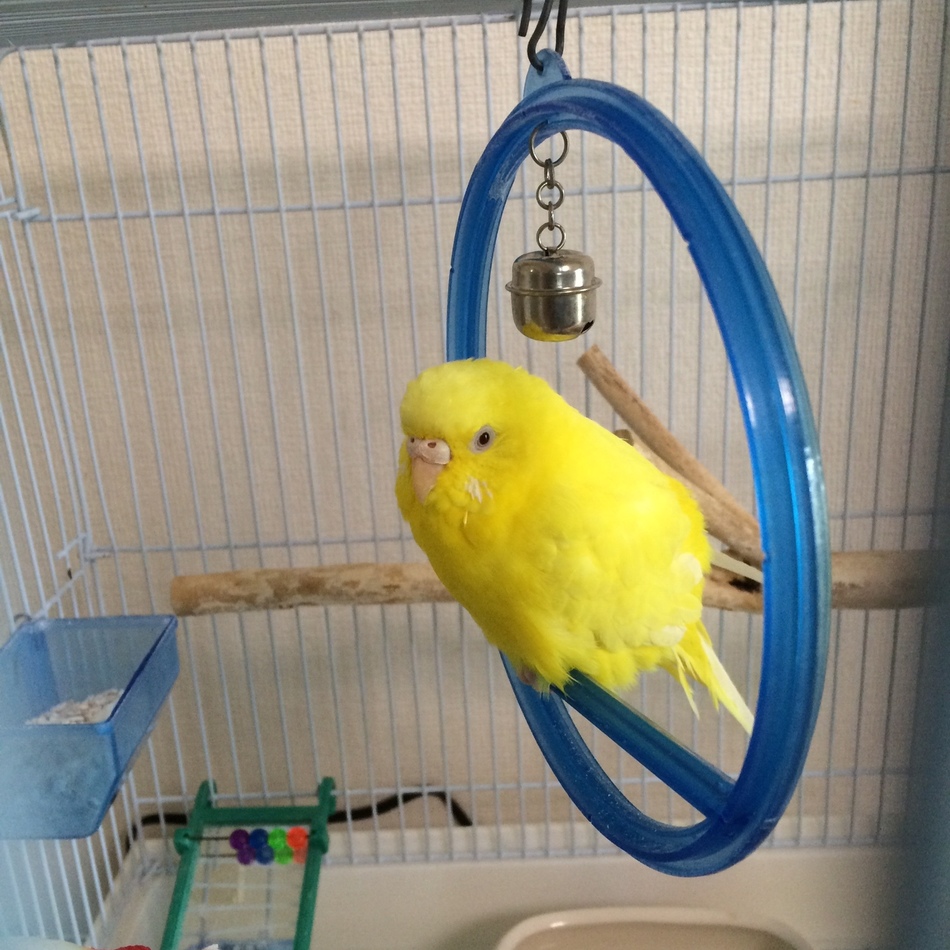 ピーのカバー写真