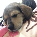 子犬 ビーグルの里親！