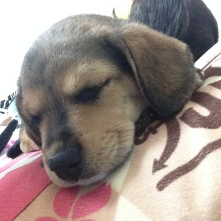 子犬 ビーグルの里親！