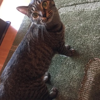 抱っこ大好きなメス猫 小柄なキジトラさん