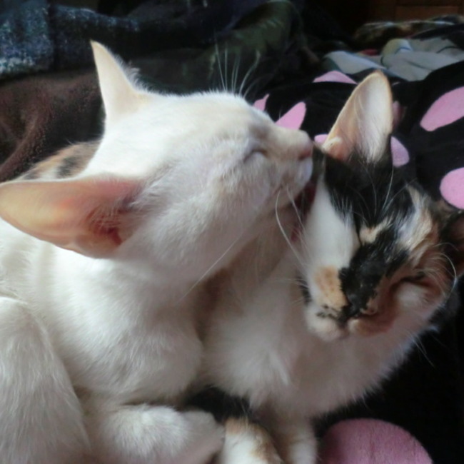 ★ニャルのカバー写真