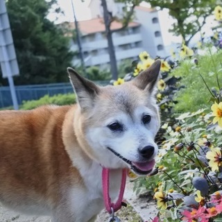 譲渡候補犬のご紹介（いね（譲渡後に名前変更可））