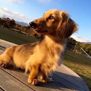 シェーテッドクリームの女の子　デイジーちゃん