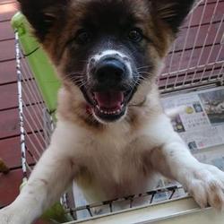 セブンデイズ譲渡会