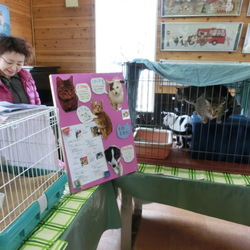 セブンデイズ譲渡会