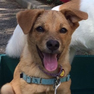 譲渡候補犬のご紹介（ふじ（譲渡後に名前変更可））