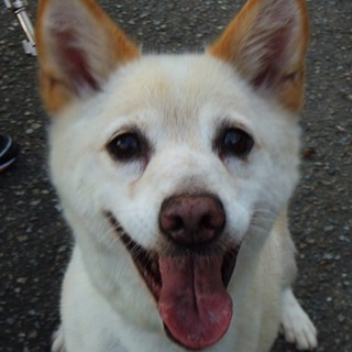 譲渡候補犬のご紹介（あかね（譲渡後に名前変更可））